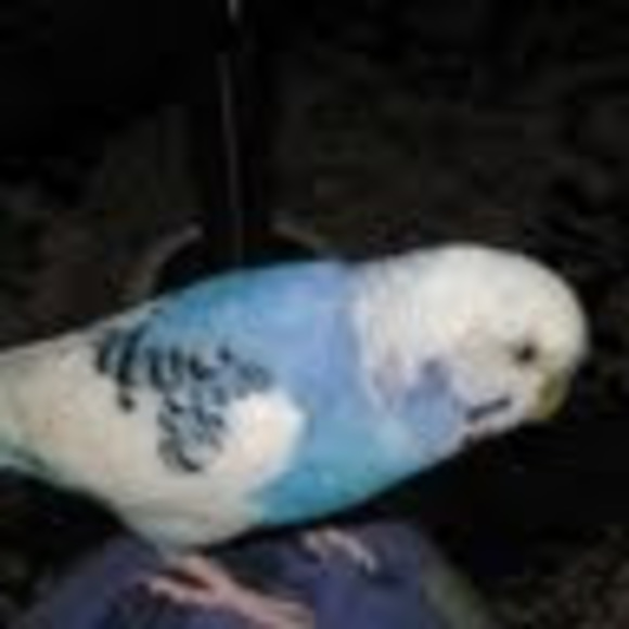 Meet your Posher, Savannah - Picture 1 of 1